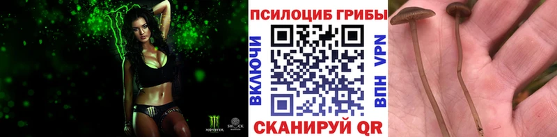 Купить закладки  Брюховецкая  Псилоцибиновые грибы Psilocybe 